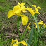 800px-Iris_pseudacorus_flowers_Russia