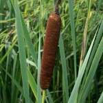 800px-Typha_latifolia_-_inflorescence