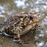 toad-991876_960_720