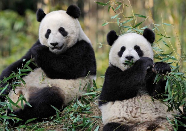 panda-zoo-beauval[1]